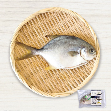 一夫水產 臺灣金鯧魚