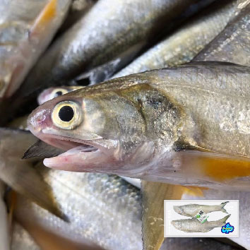 食之助 產銷履歷午仔魚三去
